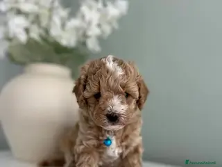 Maltipoo cani BELLISSIMI MALTIPOO PRESTO DISPONIBILI - Annuncio 4