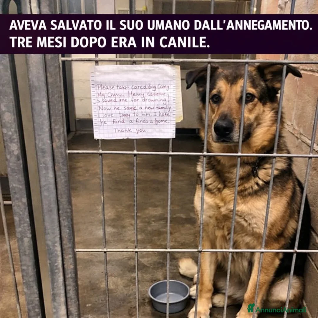 Pastore Tedesco cani in regalo: ADOZ.DEL💔:salva un bimbo e lo portano in canile?? - Annuncio 1