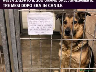 Pastore Tedesco cani ADOZ.DEL💔:salva un bimbo e lo portano in canile?? - Annuncio 5