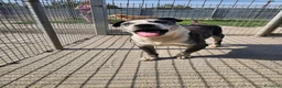 Meticcio cani in regalo: Zeus: nonnino molossino dolce socievole  - Annuncio 2