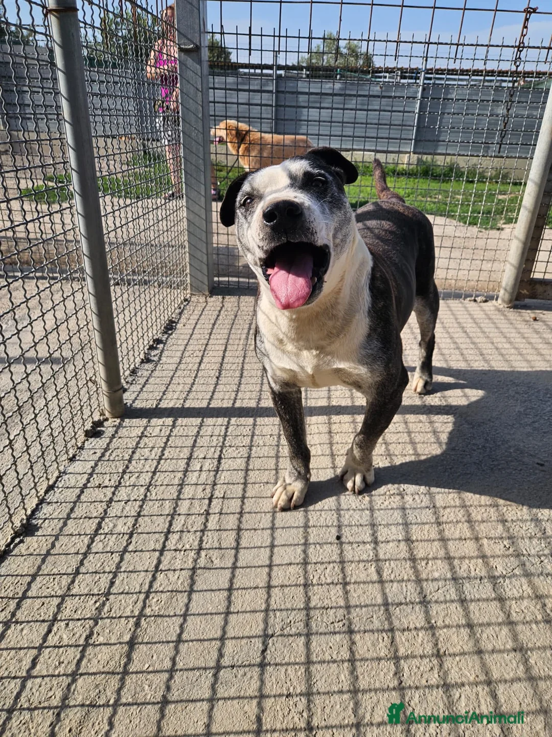 Meticcio cani in regalo: Zeus: nonnino molossino dolce socievole  - Annuncio 2
