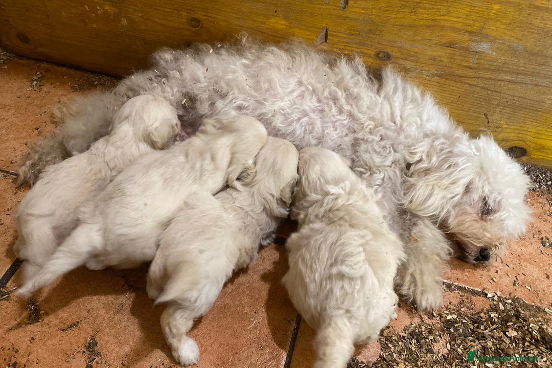 Meticcio cani in vendita: Cuccioli maltipoo - Immagine 3