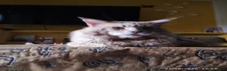 Maine Coon gatti per accoppiamento: Maine Coon per monta - Annuncio 1
