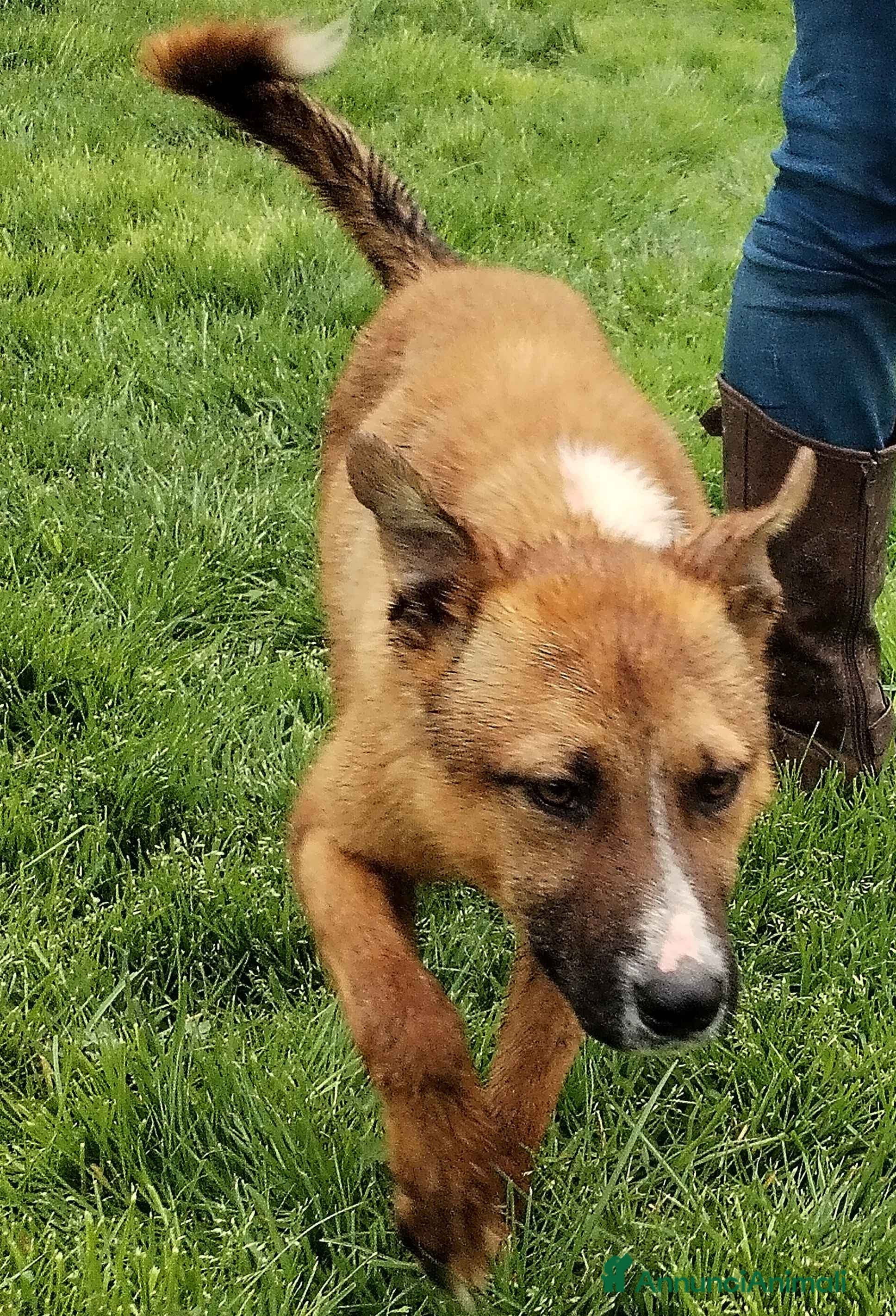 Meticcio cani Van mini pastorello non può crescere in cani a Provincia di Latina - Annuncio 4