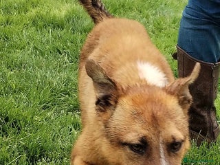 Meticcio cani Van mini pastorello non può crescere in cani a Provincia di Latina - Annuncio 34