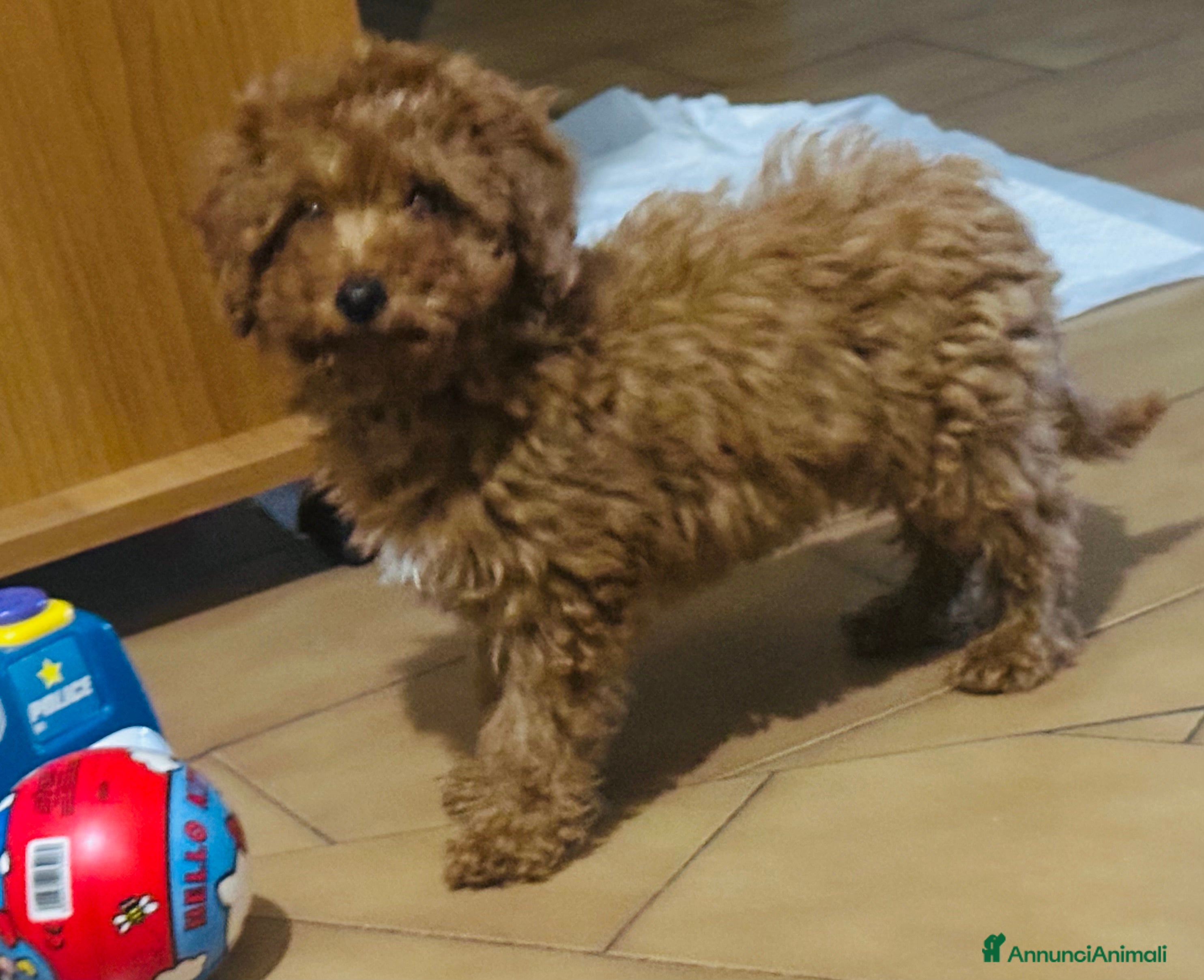 Barboncino cani barboncina mini toy red  - Annuncio 1