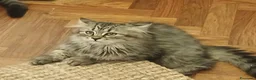 Siberiano gatti in vendita: Bellissimo cucciolo siberiano a Città Metropolitana di Bologna - Annuncio 2