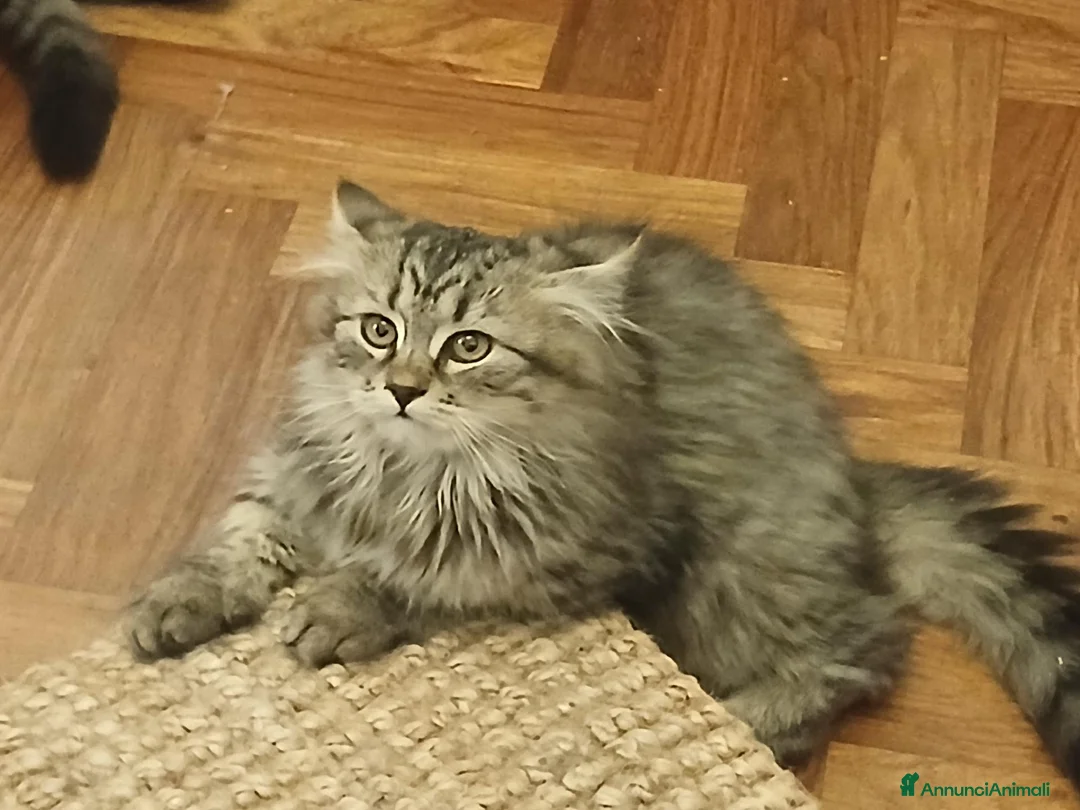 Siberiano gatti in vendita: Bellissimo cucciolo siberiano a Città Metropolitana di Bologna - Annuncio 2