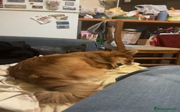 Volpino Pomerania cani in vendita: !URGENTE! vendo cucciola spitz pomerania - Annuncio 5