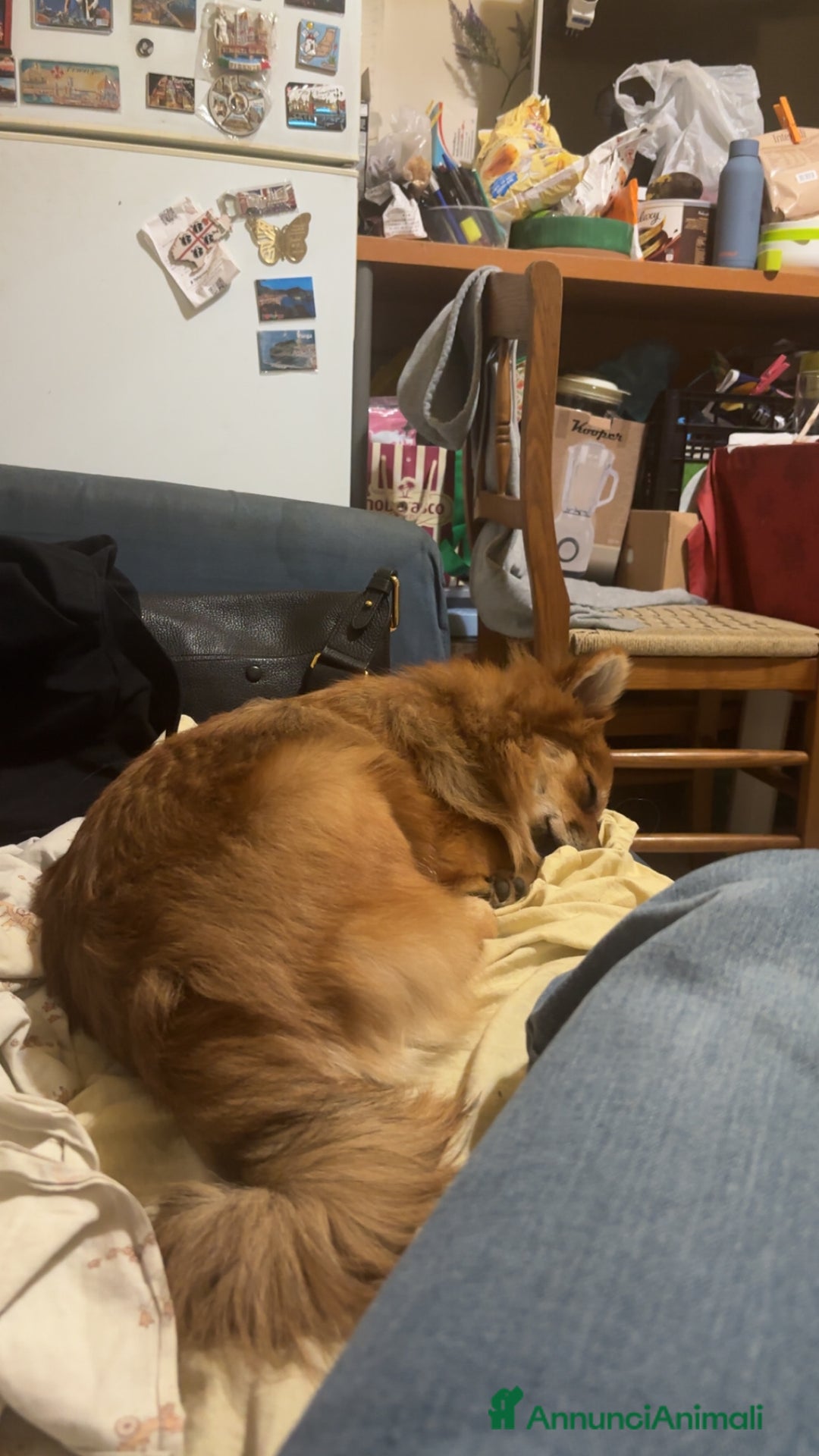 Volpino Pomerania cani in vendita: !URGENTE! vendo cucciola spitz pomerania - Annuncio 5