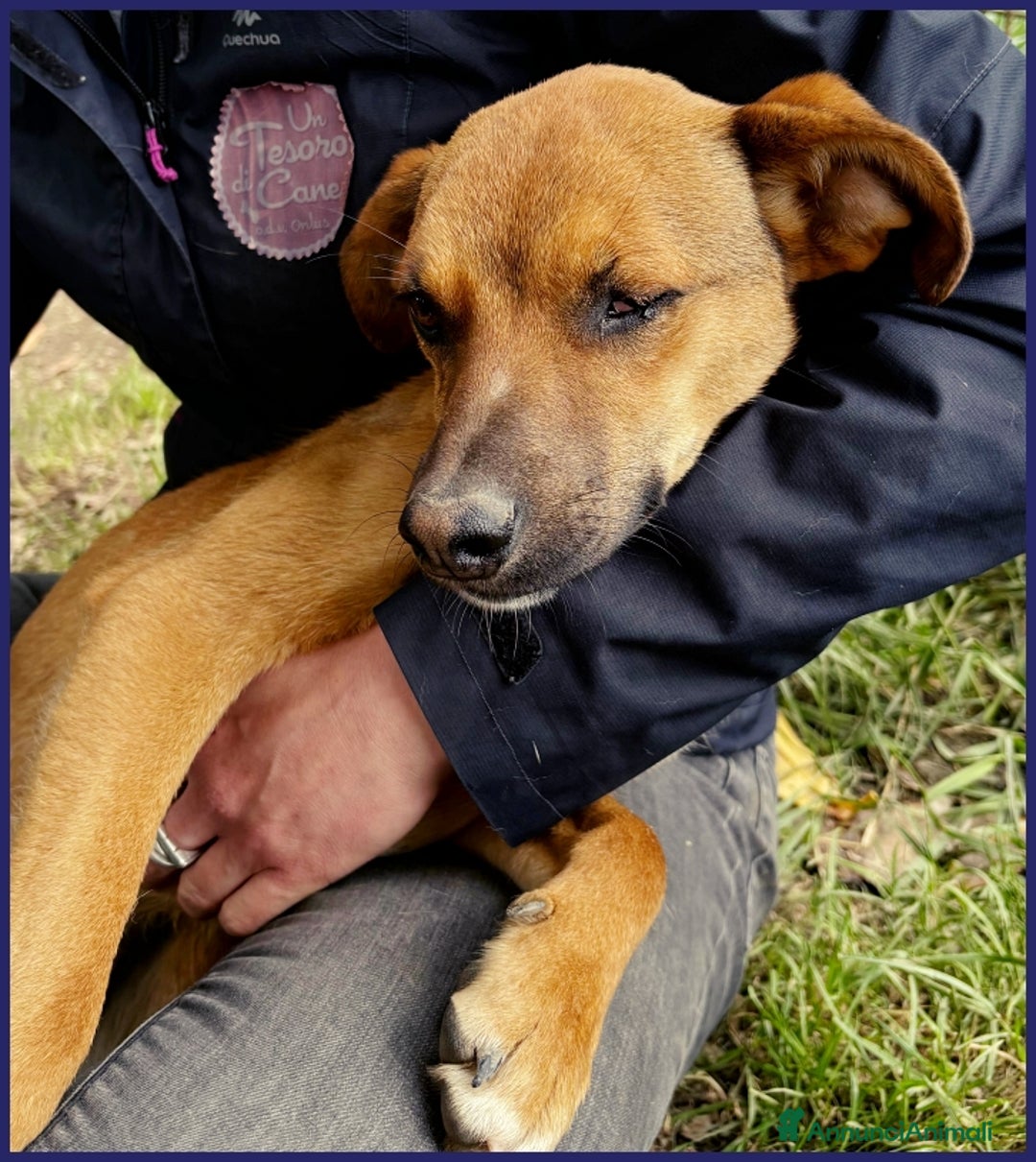 Meticcio cani in regalo: GUE' PEQUENO, 2 ANNI, POCO PIU' DI 10 KG, UN TENER a Città metropolitana di Milano - Annuncio 6