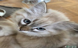 Siberiano gatti in vendita: Gatti cuccioli Siberiani ipoallergenici a Provincia di Forlì-Cesena - Immagine 19
