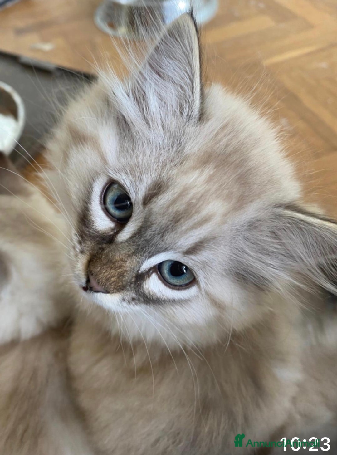 Siberiano gatti in vendita: Gatti cuccioli Siberiani ipoallergenici a Provincia di Forlì-Cesena - Immagine 19