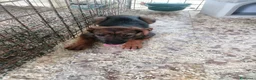 Meticcio cani in regalo: Fiorella, cucciola in canile - Annuncio 7
