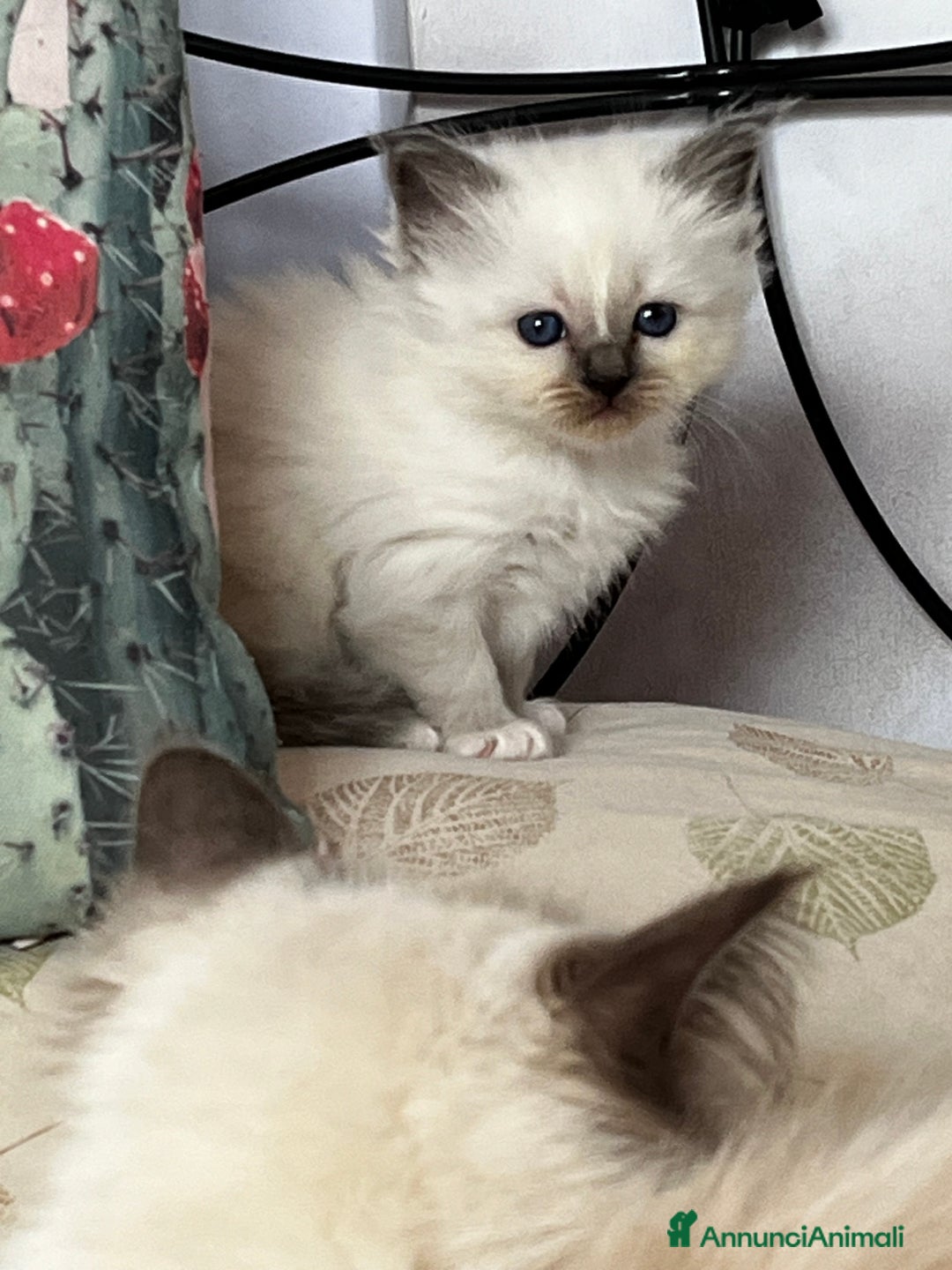 Sacro di Birmania gatti in vendita: Dolcissimi cuccioli Sacro di Birmania  - Annuncio 6