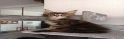 Maine Coon gatti in vendita: Cucciola Maine coon dai colori fantastici  - Annuncio 4