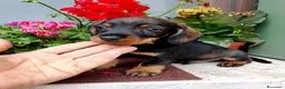 Bassotto cani in vendita: Bassotto pelo duro maschi  - Annuncio 13
