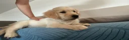 Golden Retriever cani in vendita: Cuccioli di Golden Retrivier  - Annuncio 6