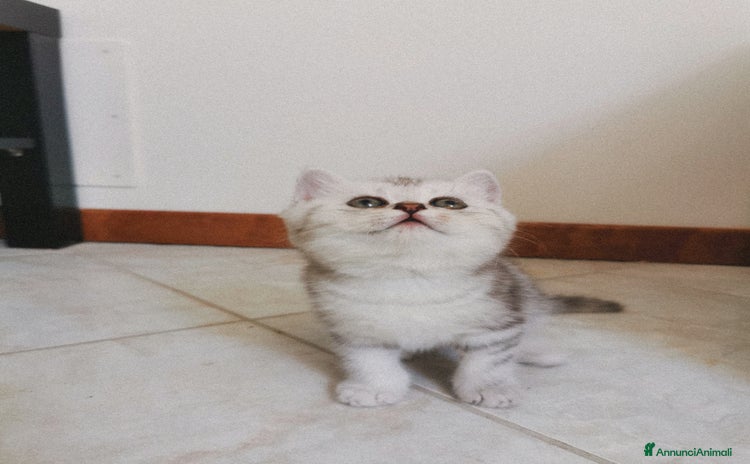 British gatti - Annuncio 11