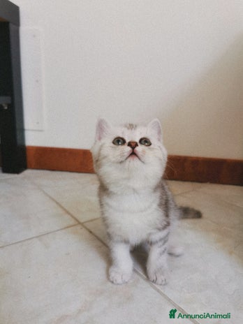 British gatti - Annuncio 11