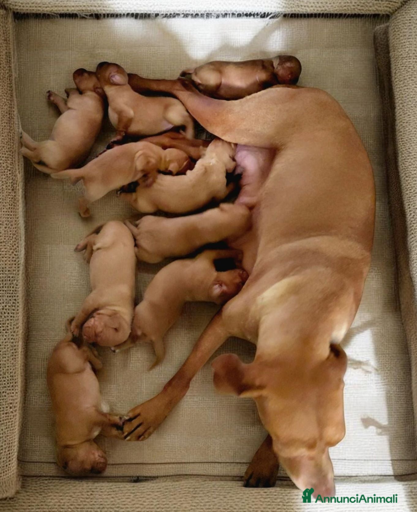 Vizsla cani Ciccioli Vizsla  - Annuncio 31