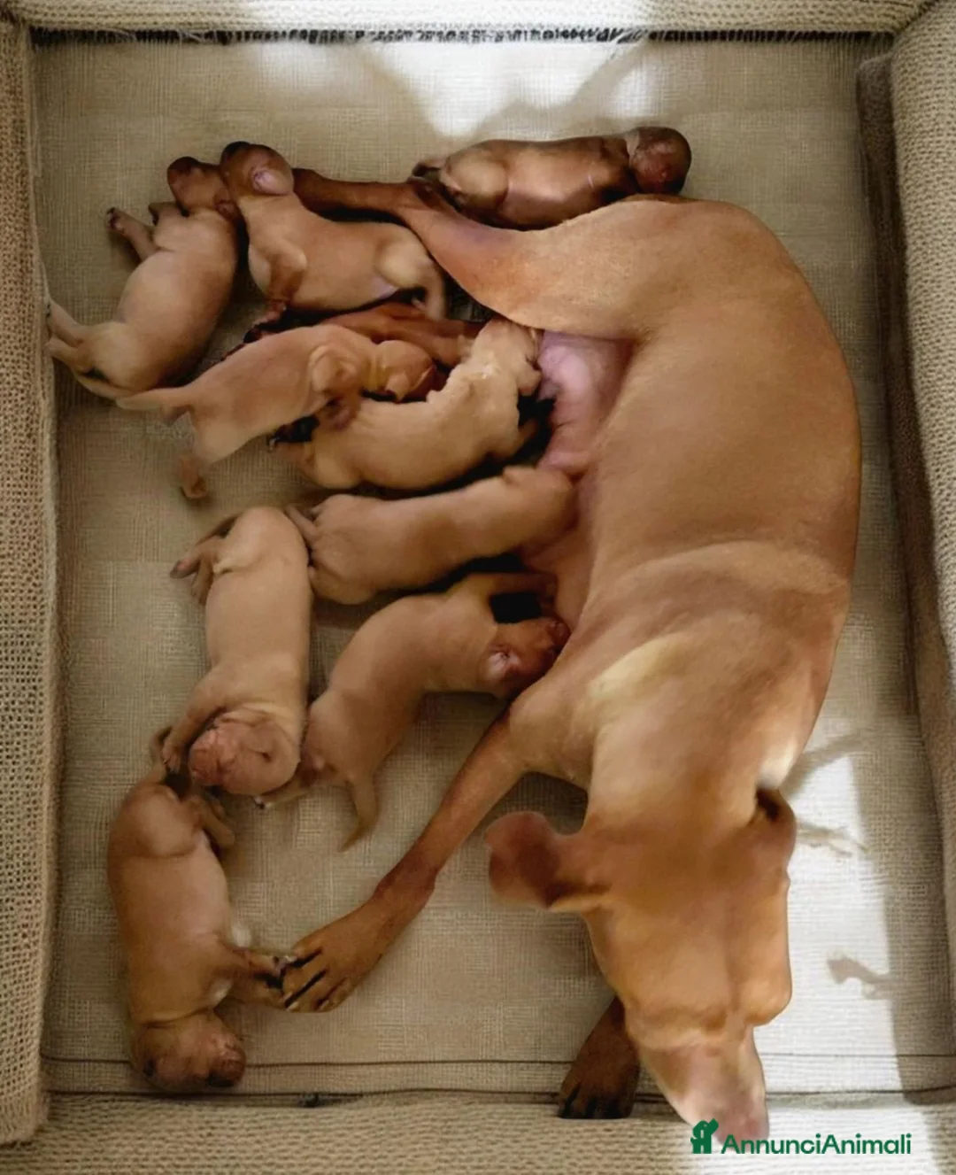 Vizsla cani in vendita: Ciccioli Vizsla  a Provincia di Parma - Annuncio 1