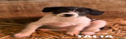 Meticcio cani in regalo: TALIA, cucciola spaventata cerca amore. TG PICCOLA - Annuncio 4