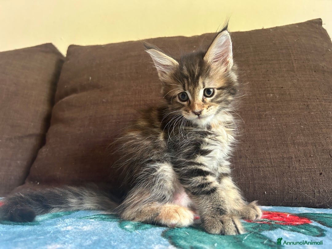 Maine Coon gatti in vendita: Maine Coon pedigree Anfi a Provincia di Modena - Immagine 18