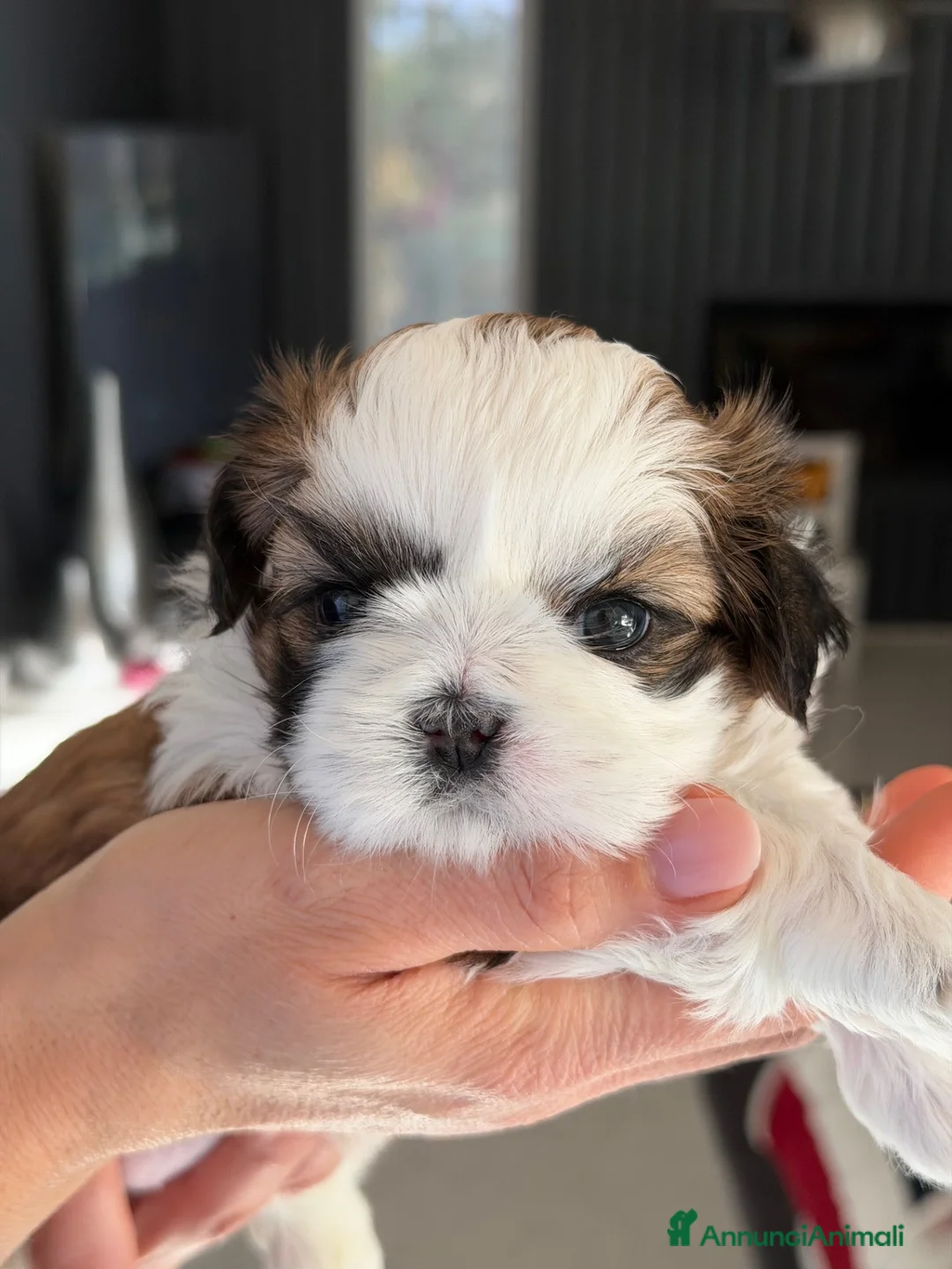 Shih Tzu cani in vendita: CUCCIOLA DI SHIH TZU CON PEDIGREE - Annuncio 7