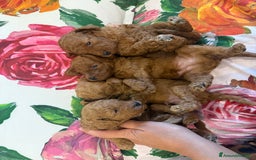 Barboncino cani in vendita: Barboncini nanetti 🐩🐩🐩 - Immagine 28