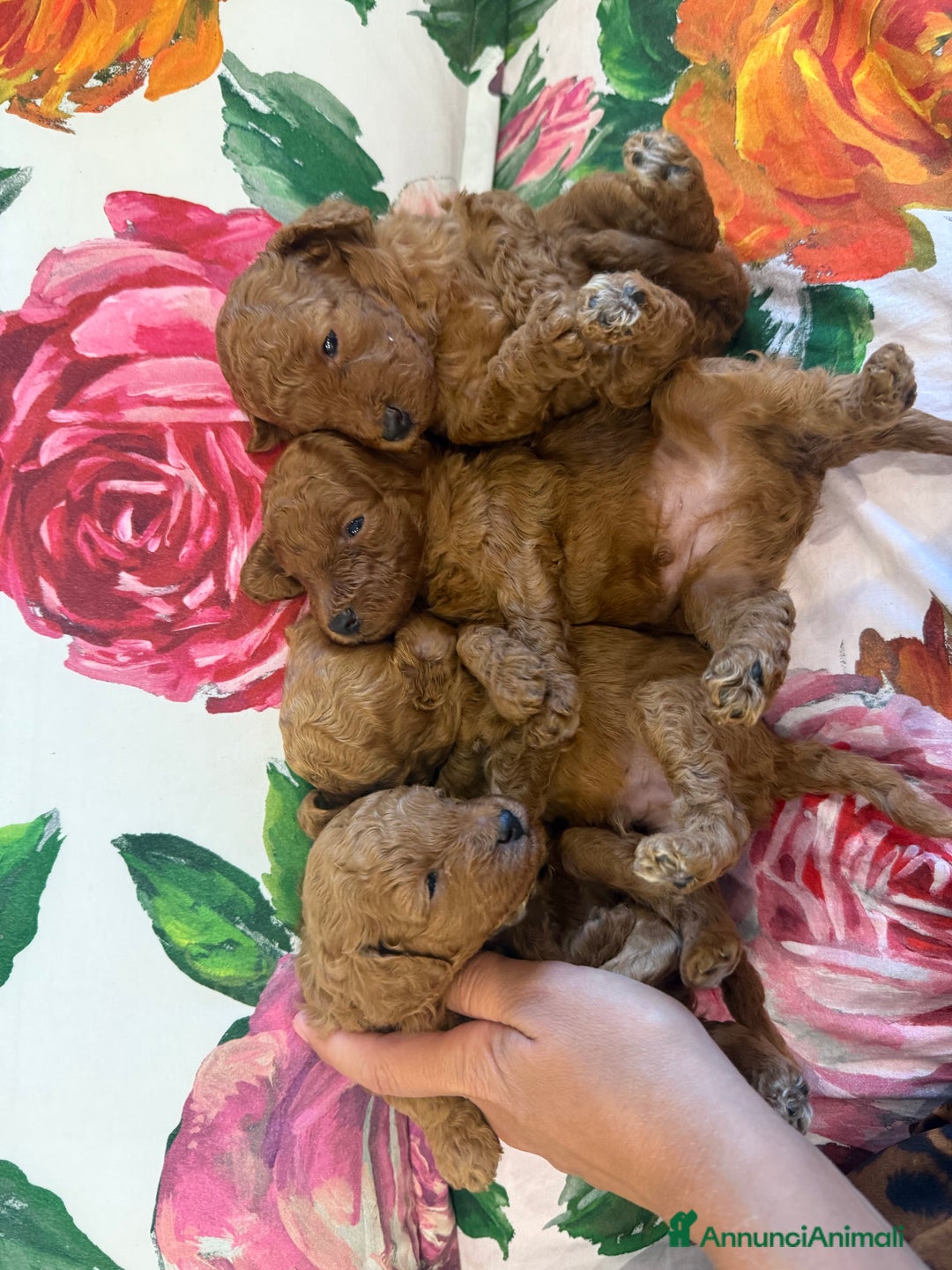 Barboncino cani in vendita: Barboncini nanetti 🐩🐩🐩 - Immagine 28