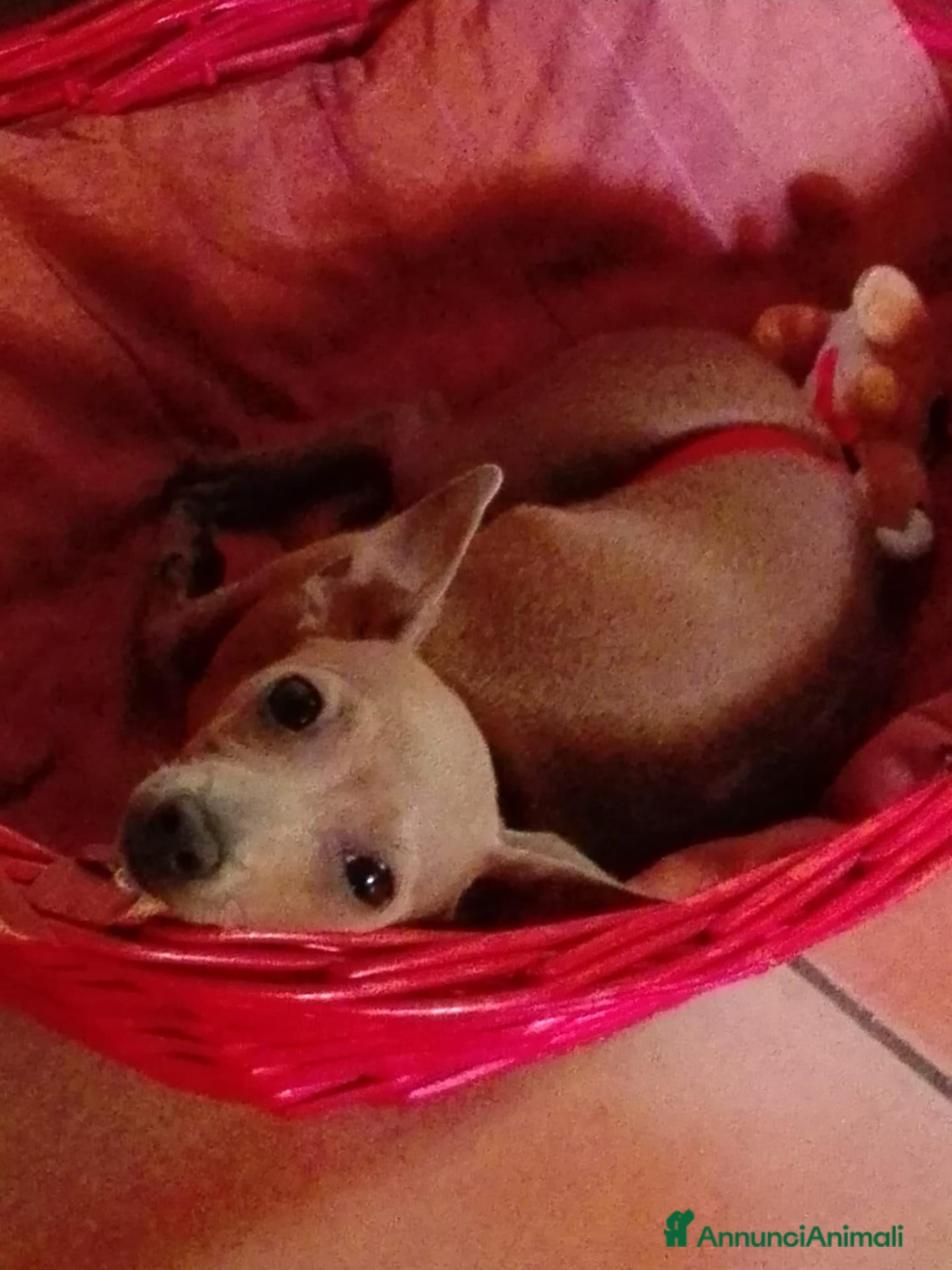 Pinscher Miniatura cani in vendita: Giuly Cerca Una Nuova Famiglia - Annuncio 2