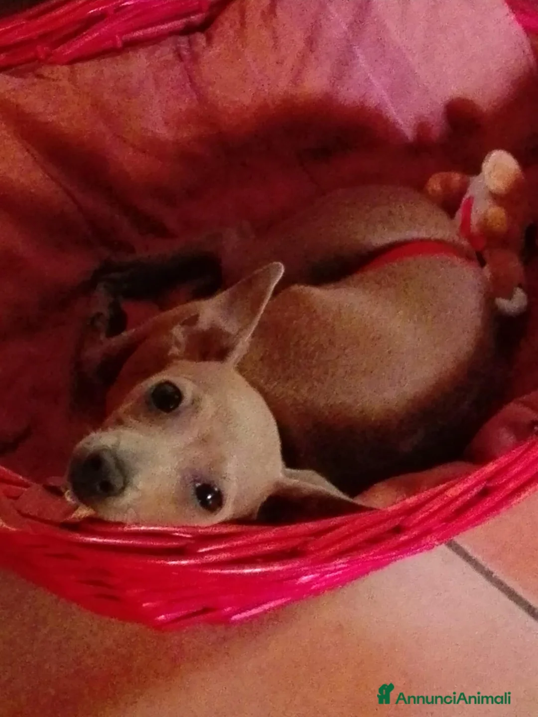 Pinscher Miniatura cani in vendita: Giuly Cerca Una Nuova Famiglia a Provincia di Vicenza - Annuncio 1
