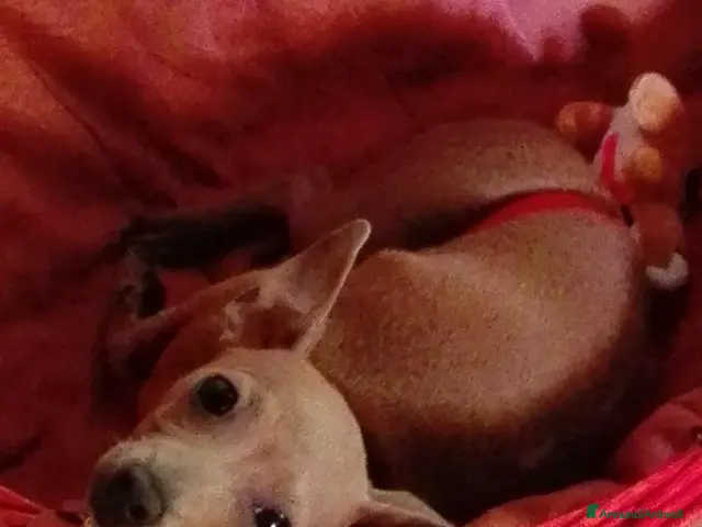 Pinscher Miniatura cani in vendita: Giuly Cerca Una Nuova Famiglia - Annuncio 2