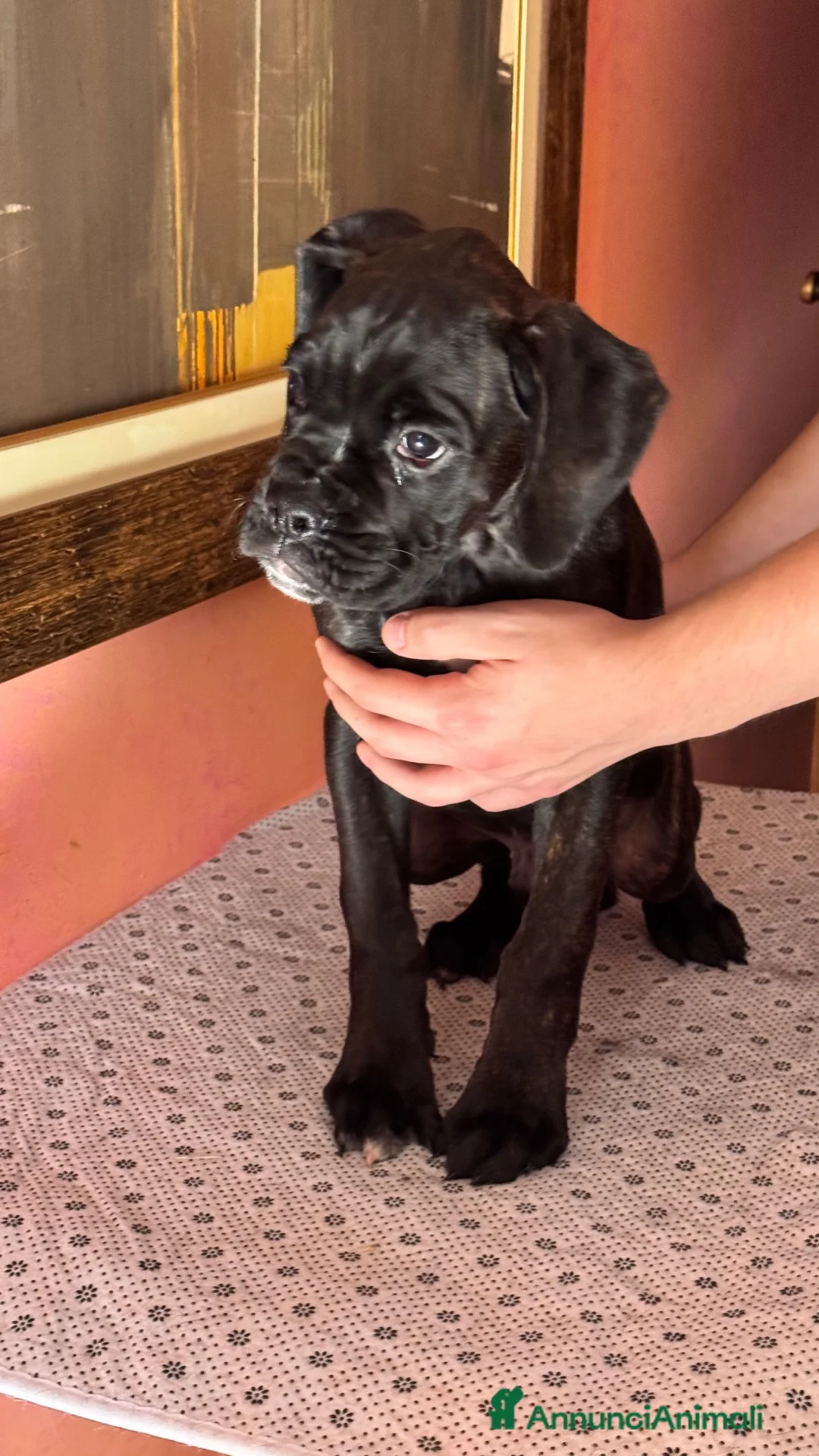 Boxer cani in vendita: Cuccioli boxer - Annuncio 2