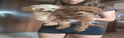 Barboncino cani in vendita: Barboncino mini - Annuncio 3