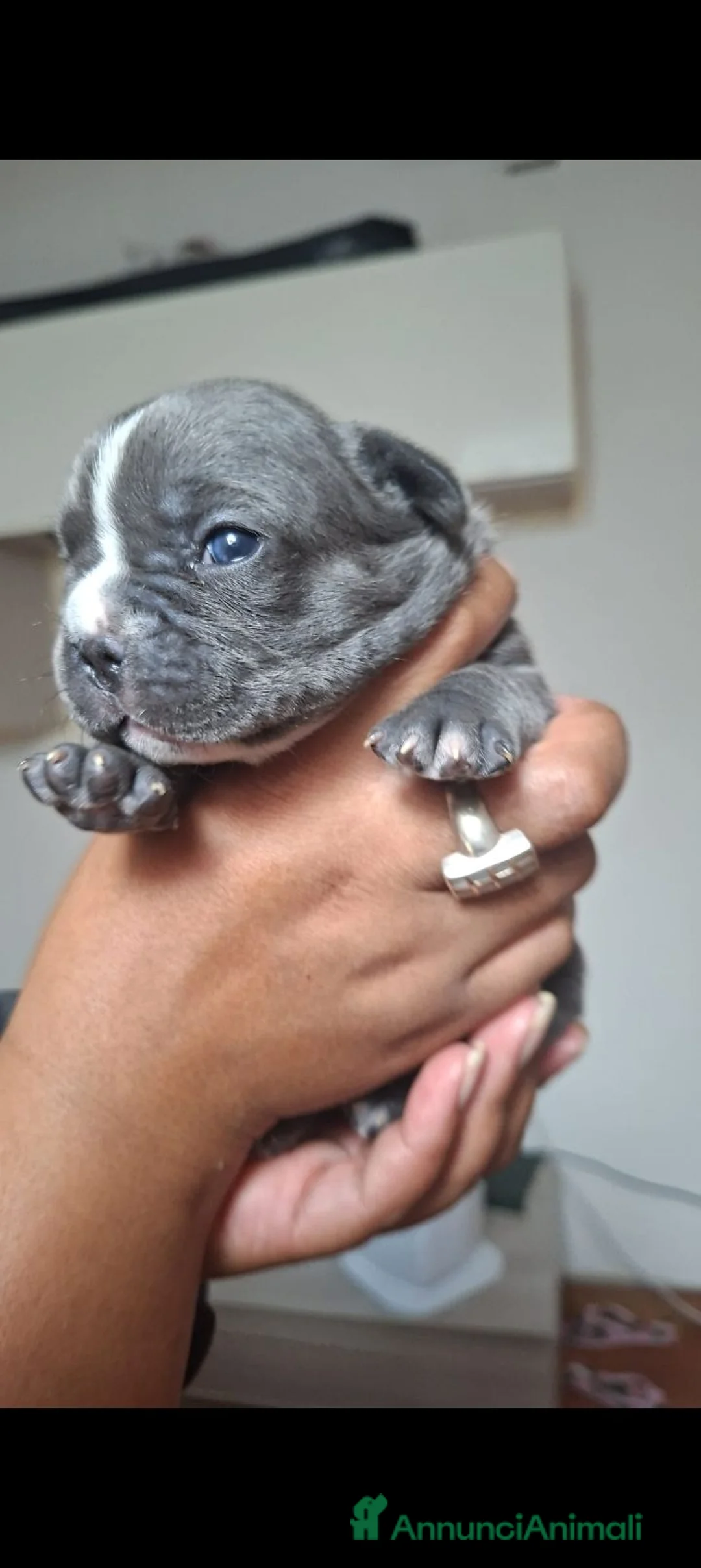 Bulldog Francese cani in vendita: Bulldog francesi esotici - Annuncio 12