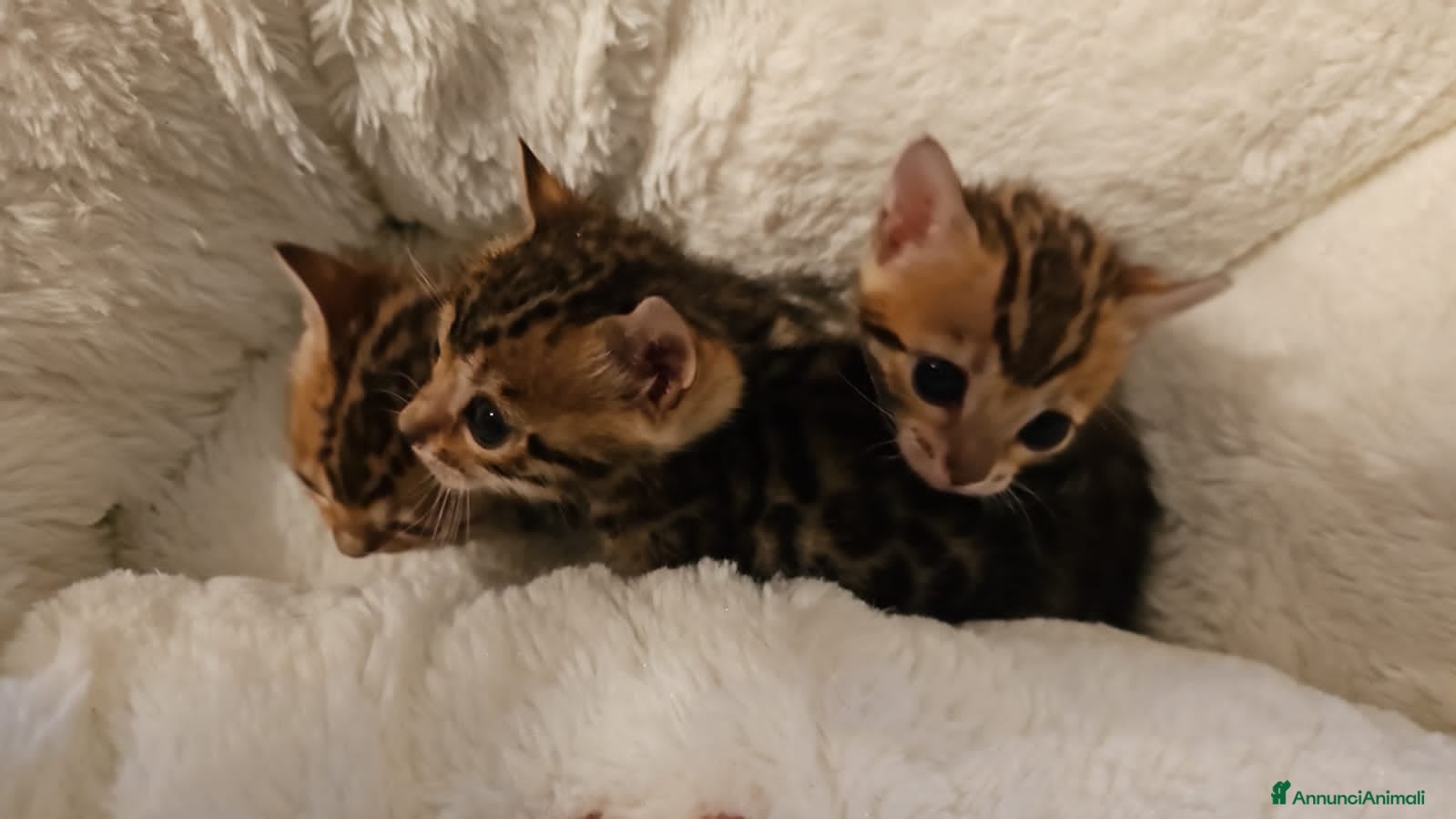 Bengala gatti Meravigliosi cuccioli di bengala  - Annuncio 7