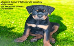 Rottweiler cani in vendita: Cuccioli rottweiler  a Provincia di Massa e Carrara - Immagine 1