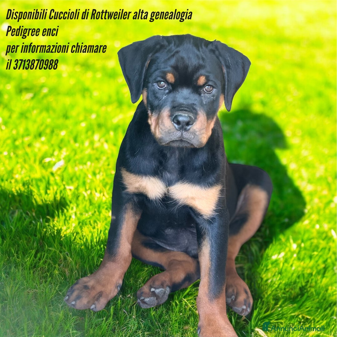 Rottweiler cani in vendita: Cuccioli rottweiler  a Provincia di Massa e Carrara - Immagine 1