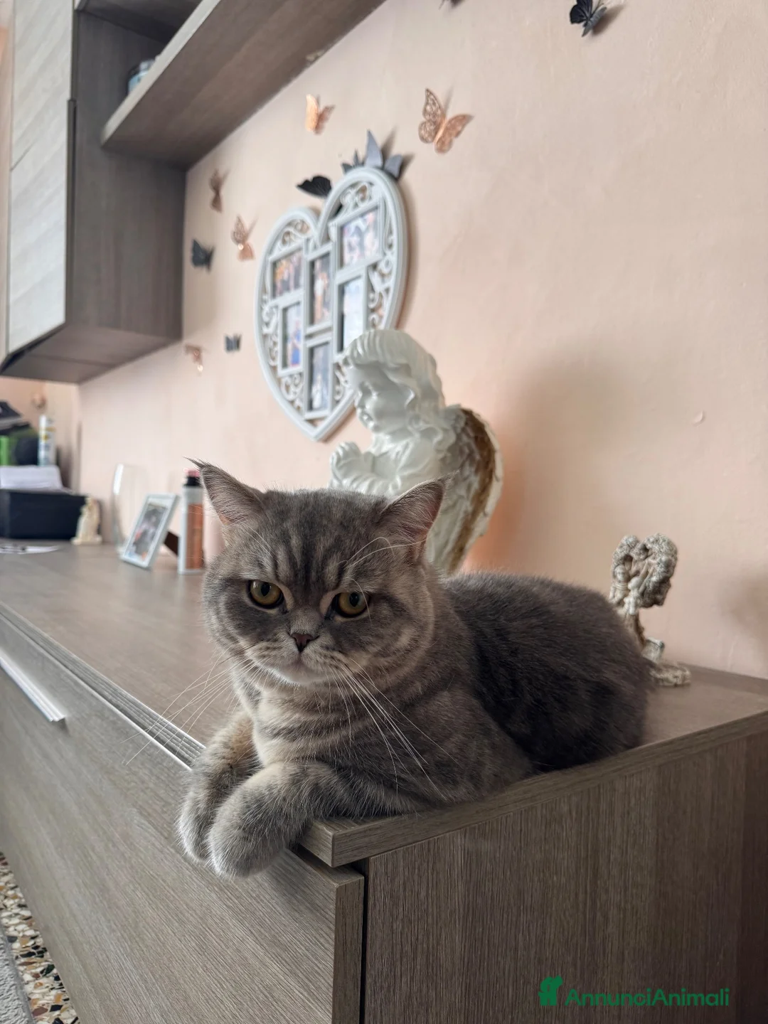 British gatti per accoppiamento: 🐾 British Shorthair cerca fidanzatina 🐾 - Annuncio 3