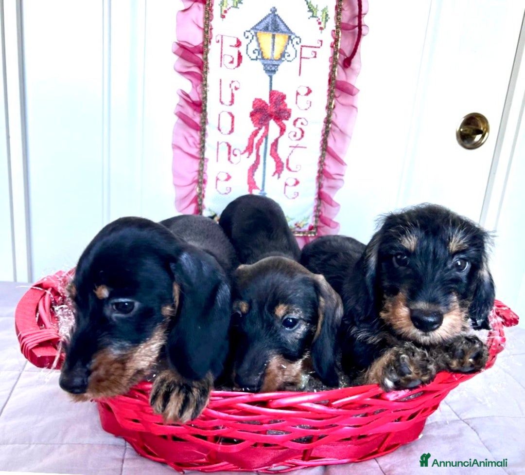 Bassotto cani in vendita: Cuccioli di Bassotto pelo duro con Pedigree Enci - Annuncio 4