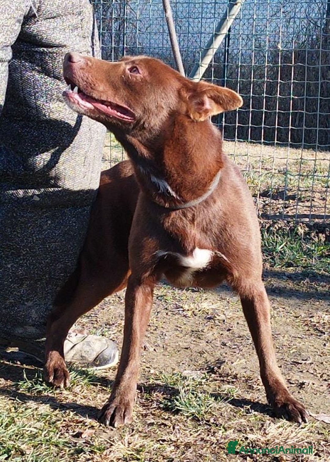 Meticcio cani in regalo: Aron cerca casa  a Provincia di Pavia - Annuncio 4