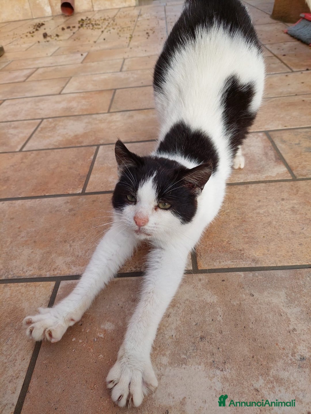 Europeo gatti in regalo: Gattina dolcissima 4 mesi - Annuncio 3