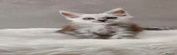 Maine Coon gatti in vendita: Cucciola Maine Coon Silver femmina  - Annuncio 8