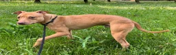 Meticcio cani in regalo: CARLETTO CERCA CASA - Annuncio 11