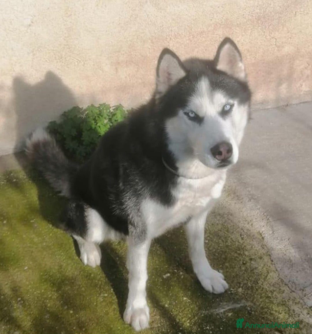 Komondor cani in regalo: ALASKA DOLCISSIMO HUSKY  - Annuncio 3