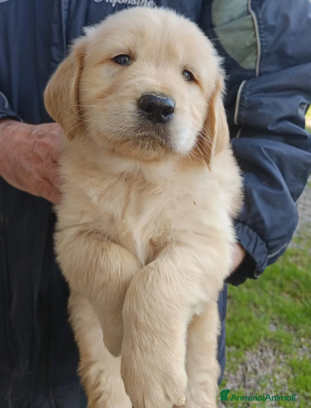Golden Retriever cani in vendita: Golden retriever anglo americani pedigree ENCI  - Annuncio 3
