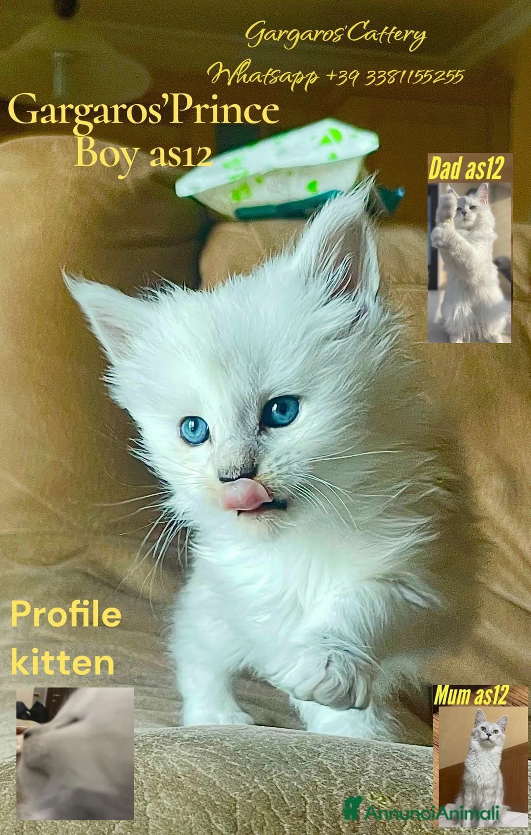 Maine Coon gatti in vendita: cuccioli di maine coon da allevamento ANFI  - Annuncio 11