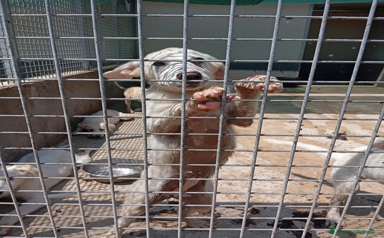 Meticcio cani a Città Metropolitana di Bologna - Annuncio 18